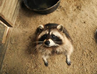 Waschbär fällt nach Einbruch wegen Alkohol in Ohnmacht