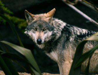 Wolf in Südtirol geköpft und verstümmelt: Wilderei?