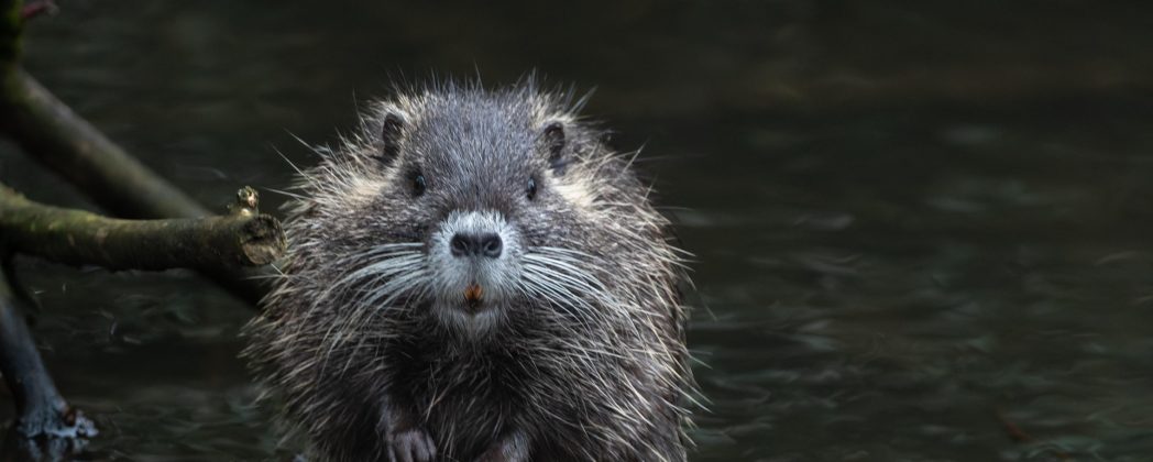 Nutria in Hamburg: Fangprämie für Jäger verdoppelt