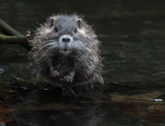 Nutria in Hamburg: Fangprämie für Jäger verdoppelt
