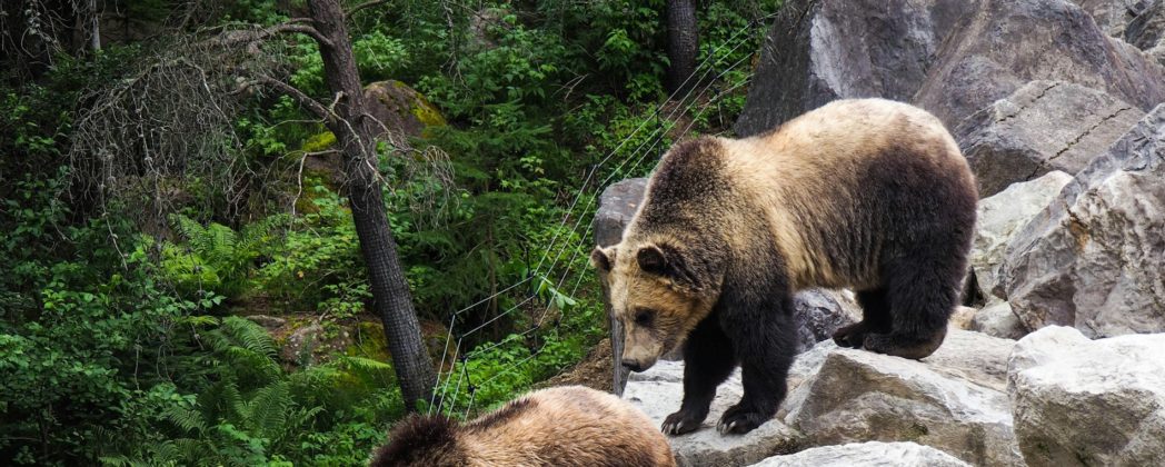 Bären-Angriffe auf dem Höchststand: Militär reagiert