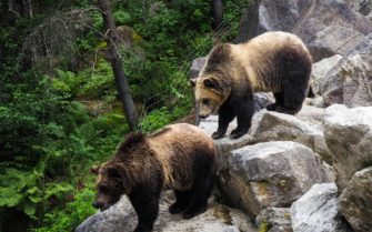 Bären-Angriffe auf dem Höchststand: Militär reagiert