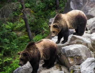 Bären-Angriffe auf dem Höchststand: Militär reagiert