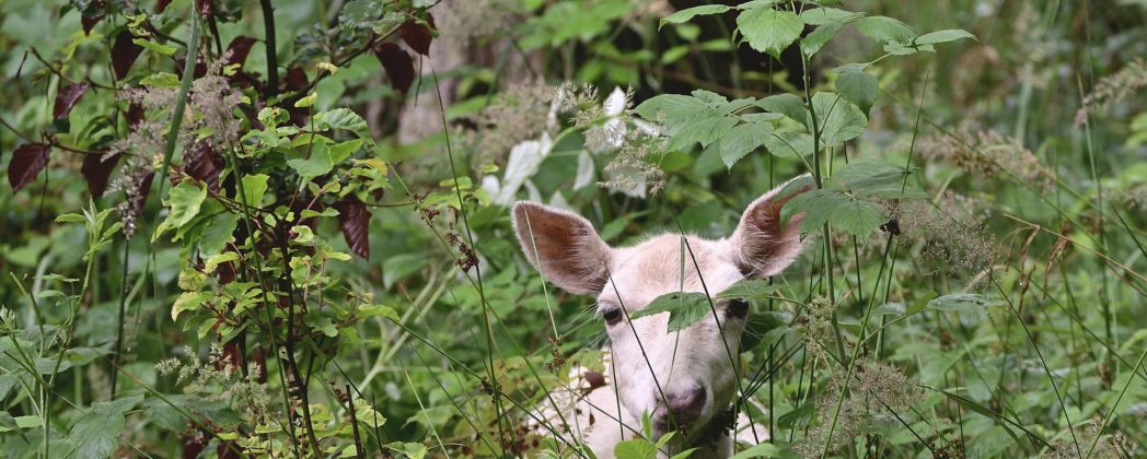 Weiße Rehe im Burgwald: Winterzauber in Hessen?