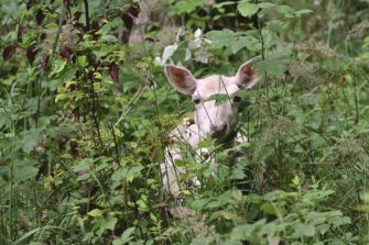 Weiße Rehe im Burgwald: Winterzauber in Hessen?