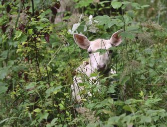 Wei&szlig;e Rehe im Burgwald: Winterzauber in Hessen?