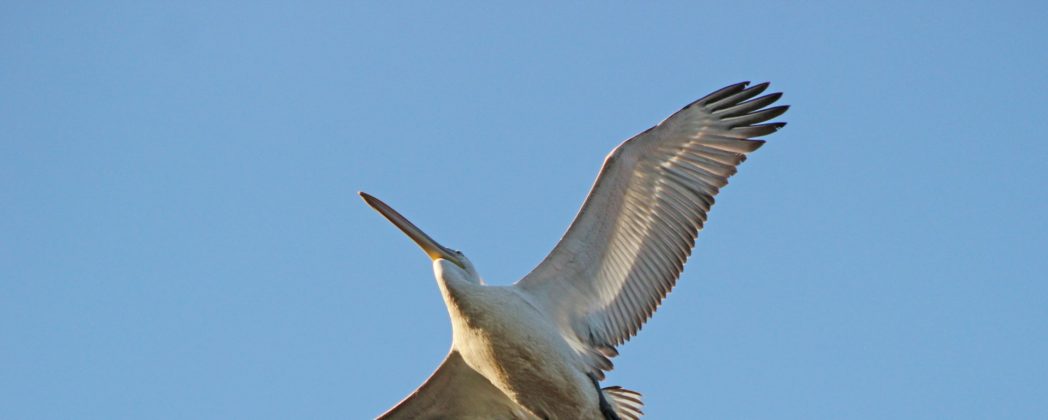 Vogelgrippe im Zoo Leipzig: Alle Pelikane getötet