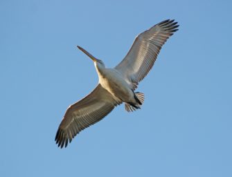 Vogelgrippe im Zoo Leipzig: Alle Pelikane getötet