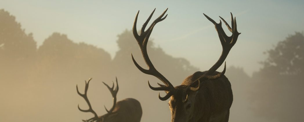 Jäger im Ehrenamt: DJV veröffentlicht Studie