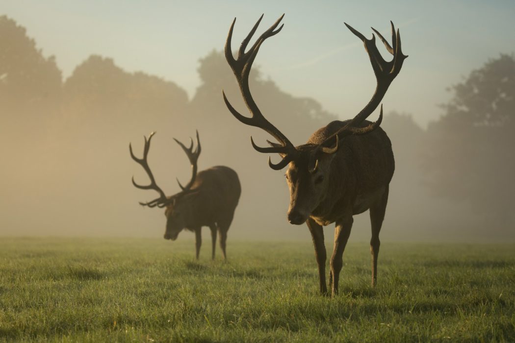 diana-parkhouse-weCbNuhDaSY-unsplash