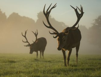 Jäger im Ehrenamt: DJV veröffentlicht Studie