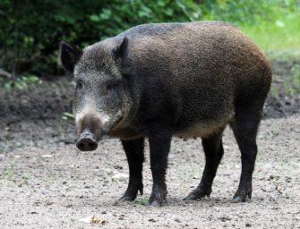 Wildschwein terrorisiert Dorf: Behörde warnt Bevölkerung