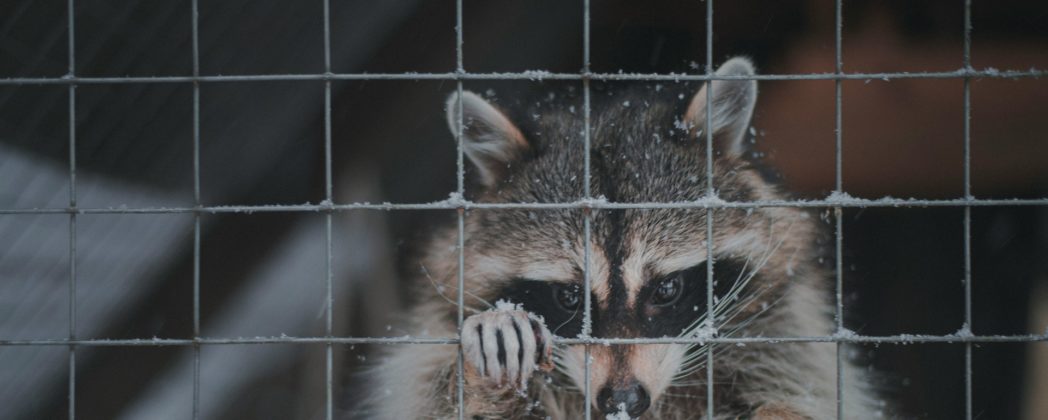 Waschbär-Parasit: Spulwurm kann in Europa Menschen anstecken