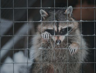 Waschbären in Hamburg: Kommt erneut ein Kastrations-Projekt?