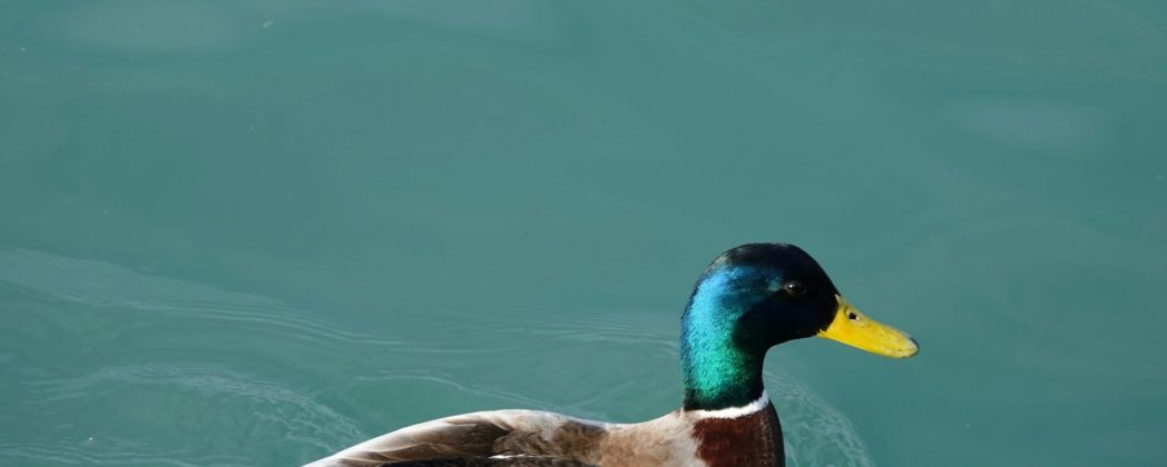 Ente mit Gitarre erschlagen: Polizei identifiziert Verdächtigen