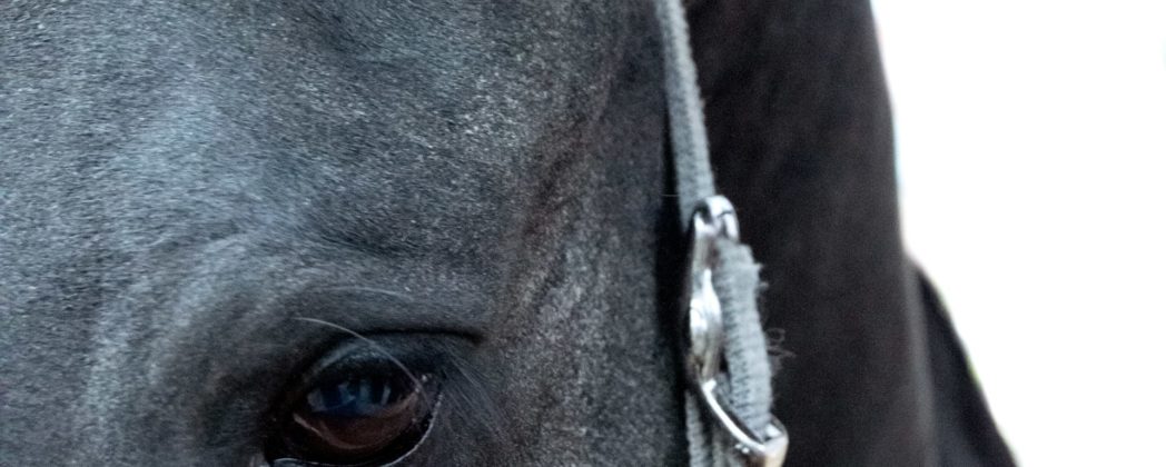 Jäger erschießt Pferd in Neuss: Anzeige erstattet