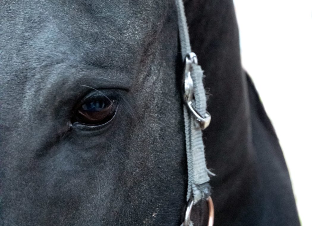 elizabeth-KMpLmtJdYMI-unsplash