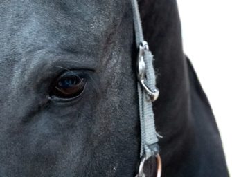 Jäger erschießt Pferd in Neuss: Anzeige erstattet