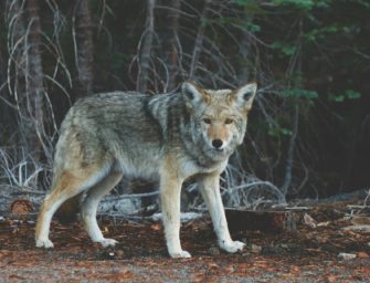 Wolf tot in Sachsen-Anhalt: Illegale Tötung im Landkreis Börde?