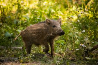 Wildschwein sorgt für Panik in Supermarkt in Pilsen