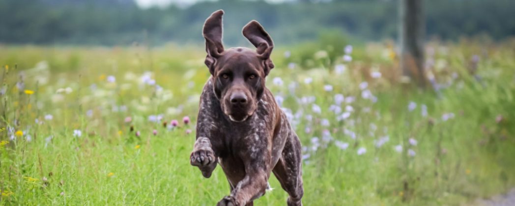 Jagdhunde sterben an Pseudowut in Mecklenburg-Vorpommern