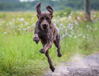 Jagdhunde sterben an Pseudowut in Mecklenburg-Vorpommern