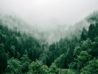 Jäger findet Leiche in Wald in Lingen (Niedersachsen)