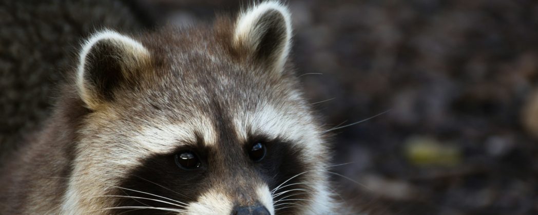 Waschbär bricht in Schnapsladen ein: Raubtier offenbar Wiederholungstäter