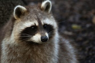 Waschbär bricht in Schnapsladen ein: Raubtier offenbar Wiederholungstäter
