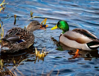 DJV: Vogelbestimmung für die Hosentasche im neuen Design