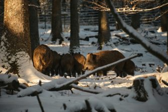 Aggressive Wildschweine in Brandenburg? Online-Formular soll Lage entschärfen 