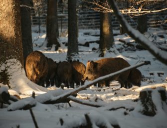 Aggressive Wildschweine in Brandenburg? Online-Formular soll Lage entsch&auml;rfen&nbsp;