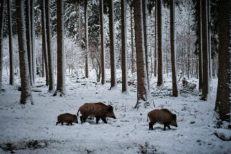 Wildschweine in Siegen zerstören Spielplatz