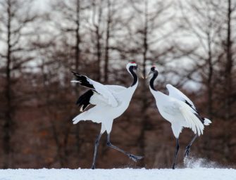 Vogelgrippe – schlimmer als Corona? Institut warnt vor Pandemie