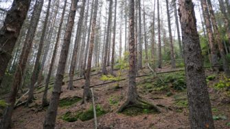 Jagdunfall in Sachsen: Oberbürgermeister verletzt Mann schwer