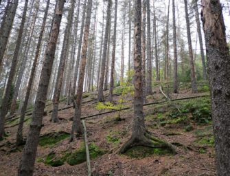 Jagdunfall in Sachsen: Oberbürgermeister verletzt Mann schwer