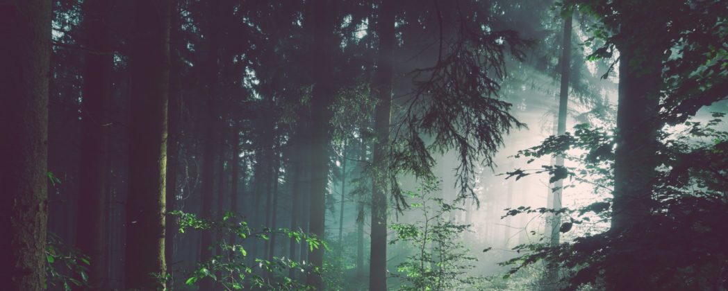 Jäger findet Leiche: Knochen im Wald in Peine gefunden