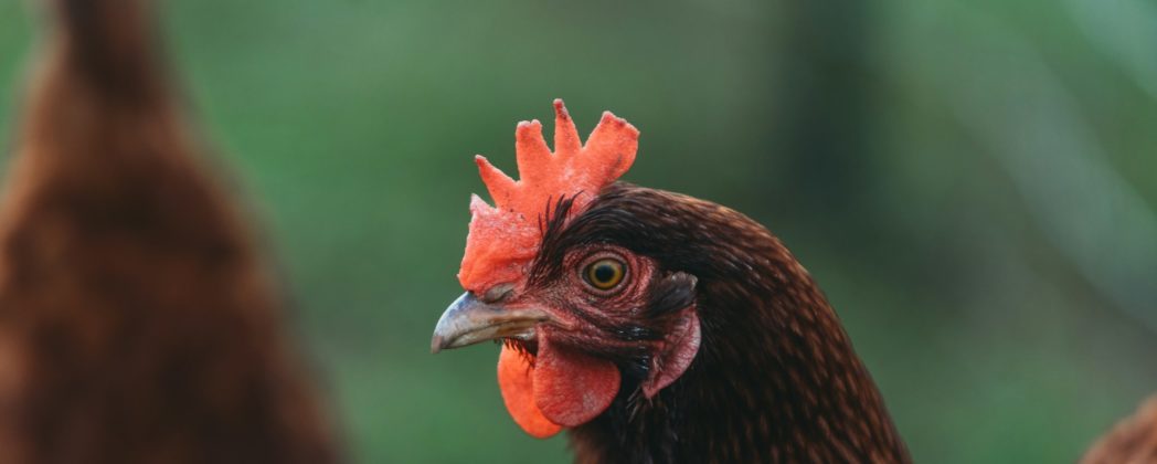 Vogelgrippe: Hygienekonzept rettet Millionen Hühner und Eier