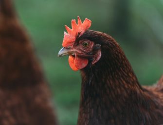 Vogelgrippe: Hygienekonzept rettet Millionen Hühner und Eier