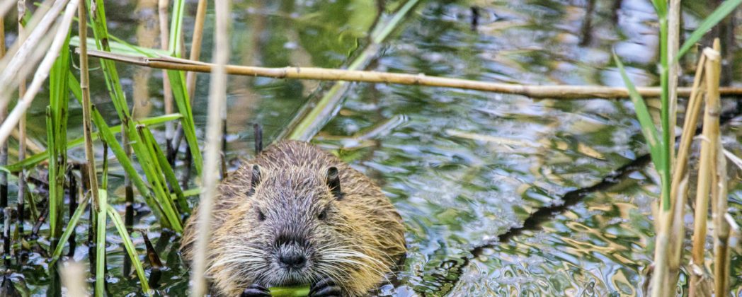 Biber sorgt für Wildunfall in Tirol (Österreich)