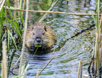 Biber sorgt für Wildunfall in Tirol (Österreich)
