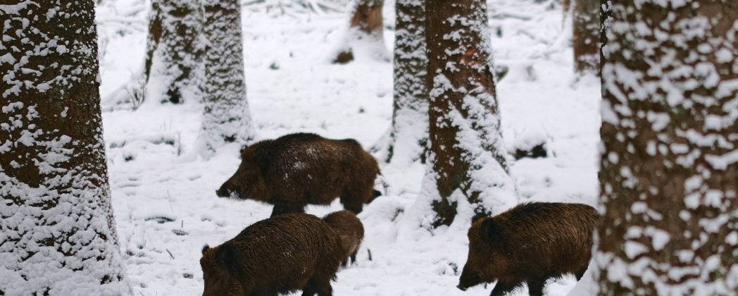 Wildschweine in RLP: Landkreis leidet unter Schwarzwild