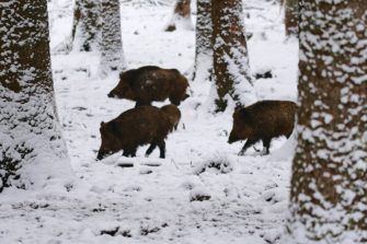 Wildschweine in RLP: Landkreis leidet unter Schwarzwild