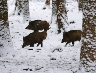 Wildschweine in RLP: Landkreis leidet unter Schwarzwild