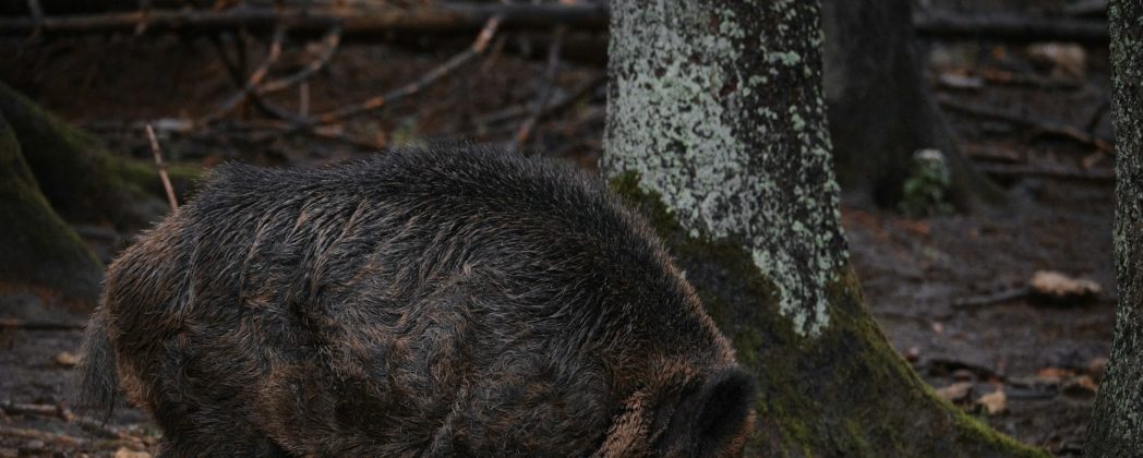 Wildschwein greift Menschen in Unkel am Rhein (RLP) an