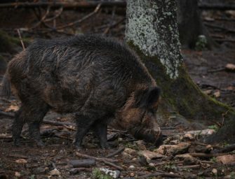 Wildschwein greift Menschen in Unkel am Rhein (RLP) an