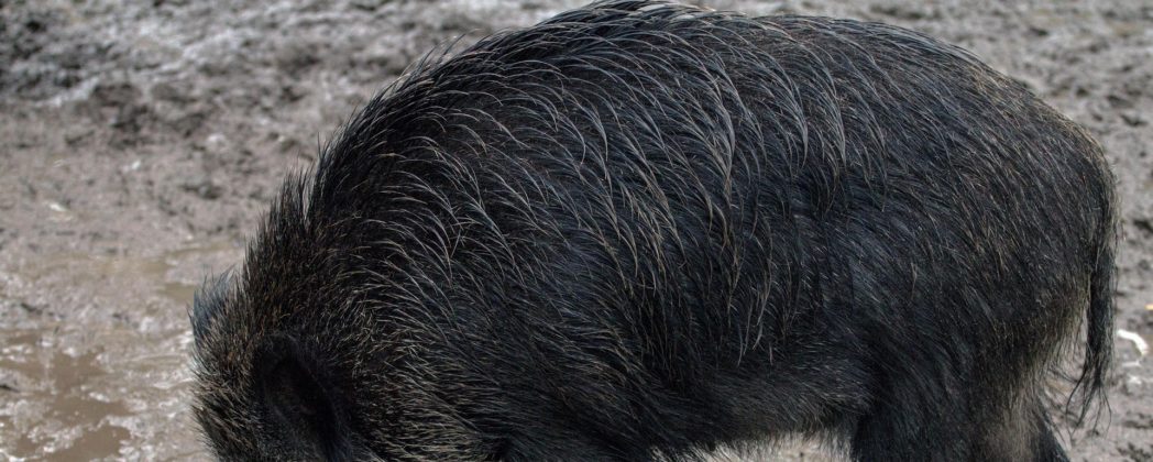 ASP erreicht neues Land in der EU – Spanien betroffen