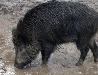 ASP erreicht neues Land in der EU – Spanien betroffen