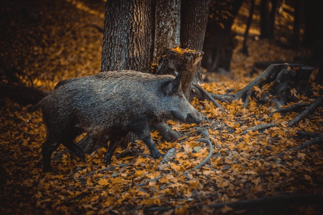 wild-boar-6932710_1920