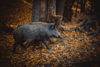 Wilderei in Siegen: Polizei sucht Täter nach Tod von Wildschwein
